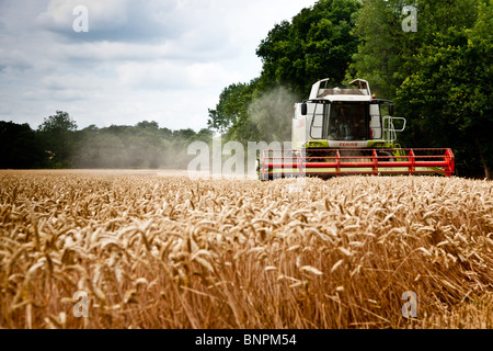 Frumento essendo combinate in Surrey Foto Stock