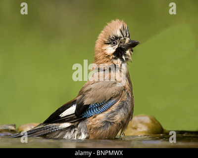 Eurasian jay bagni in piscina Foto Stock