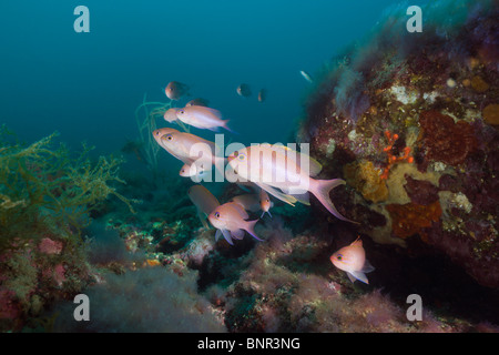 Secca del Mediterraneo Fairy Basslet, Anthias anthias, Cap de Creus, Costa Brava, Spagna Foto Stock