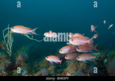 Secca del Mediterraneo Fairy Basslet, Anthias anthias, Cap de Creus, Costa Brava, Spagna Foto Stock