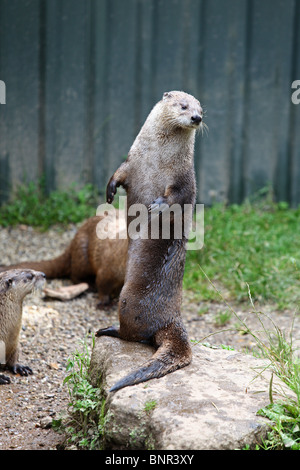 La lontra presso un santuario lontra, South Devon,Devon, Inghilterra Foto Stock