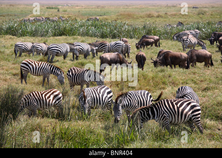 Mandria di zebre e GNU alimentazione su erba, Ngorongoro Conservation Area, Tanzania Foto Stock