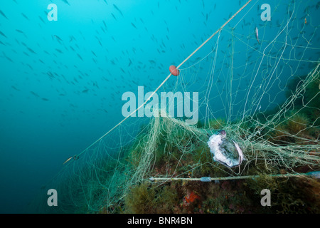 Perso rete da pesca sulla barriera corallina, Cap de Creus, Costa Brava, Spagna Foto Stock