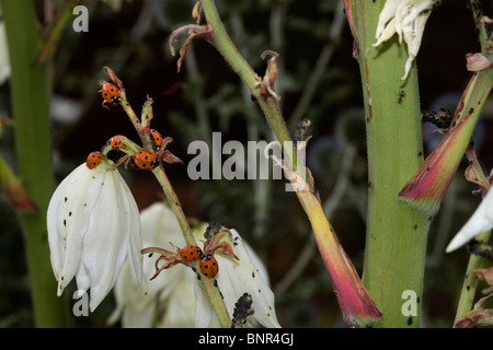 Sette chiazzato, arancione coccinelle alato per caccia e mangiare gli afidi. Questo è uno di Britains più comuni di Coccinelle Foto Stock