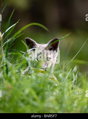 Red Fox (Vulpes vulpes vulpes) cub esplorare prato Foto Stock