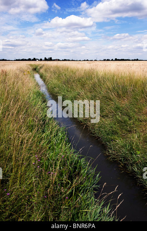 Terreno agricolo rurale inglese. Fosso di drenaggio rurale che attraversa la lunga erba estiva con edifici agricoli in lontananza sotto un cielo luminoso con nuvole Foto Stock
