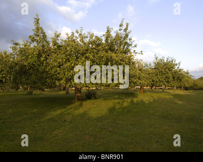 Un frutteto con ben curato maturi alberi da Apple nella luce del mattino della segala estera East Sussex Foto Stock