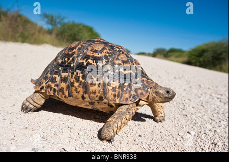 Leopard tartaruga Geochelone pardalis attraversare una strada in Etosha Nationalpark Namibia Foto Stock