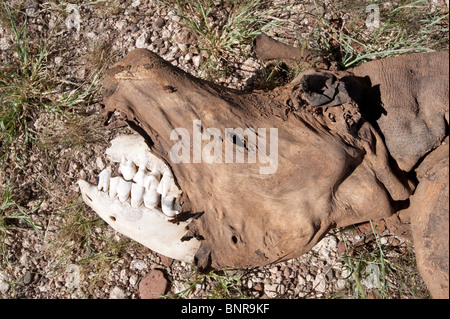 In camicia il rinoceronte nero corno rimosso Palmwag Area di conservazione in Namibia Foto Stock