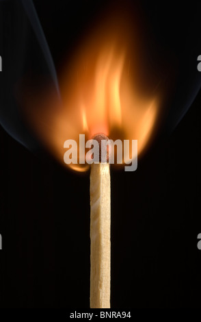 Studio shot di un marrone con punta in corrispondenza di sicurezza al momento del contatto Foto Stock