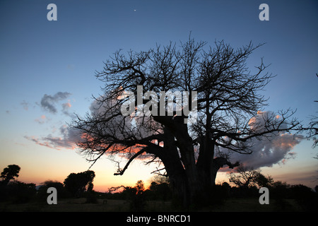 Giant Baobab (Adansonia digitata) al tramonto, Riserva Selous, Tanzania Foto Stock