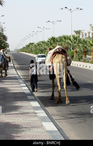 Ragazzo che conduce il cammello a Sharm el Sheikh, Egitto Foto Stock