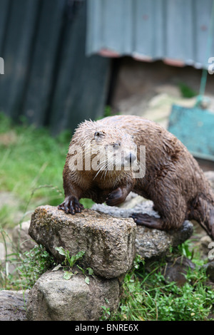 La lontra presso un santuario lontra, South Devon,Devon, Inghilterra Foto Stock