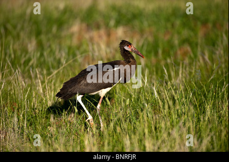 Cicogna Nera Ciconia nigra a Palmwag Namibia Foto Stock