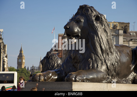 Il Trafalgar Square leoni, Londra Foto Stock