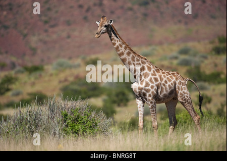 Angolana Giraffa giraffa camelopardalis angolensis Palmwag in Namibia Foto Stock