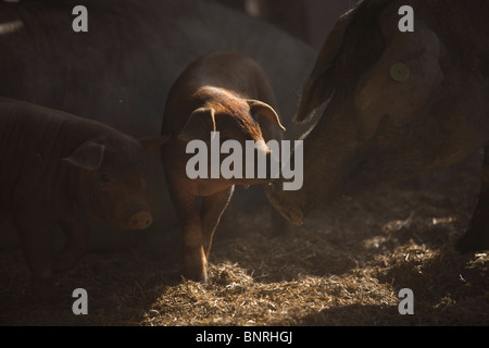 Un bambino spagnolo suino iberico gioca con la sua madre in Prado del Rey, Sierra de Cadiz, la provincia di Cadiz Cadice, Andalusia, Spagna Foto Stock