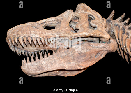 Tirannosauro cranio isolato su nero Foto Stock
