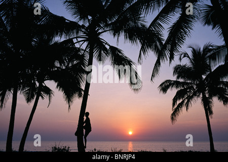 Coconut picker in Goa, India Foto Stock
