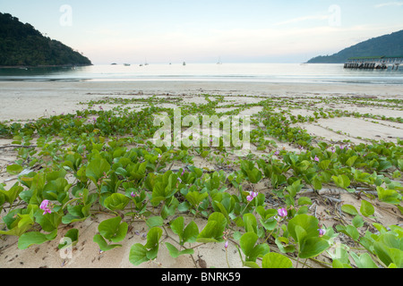 Juara spiaggia al tramonto su Isola di Tioman, Malaysia Foto Stock