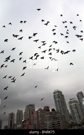 Un branco di piccioni volare su un fondale di downtown Vancouver. Foto Stock