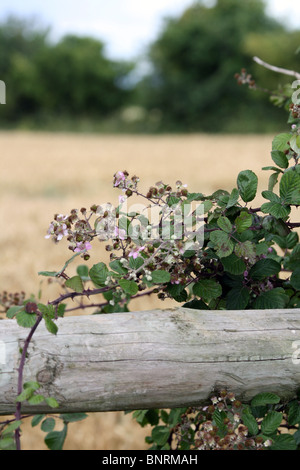 Blackberry bush crescere intorno al recinto in legno in Oxfordshire Foto Stock