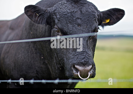 Aberdeen Angus Bull nel campo di pascolo dietro al filo spinato in Perthshire Scozia, Regno Unito Foto Stock