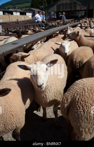 Pecore al mercato Abergavenny Wales UK Foto Stock