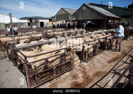 Pecore al mercato del bestiame Abergavenny Wales UK Foto Stock