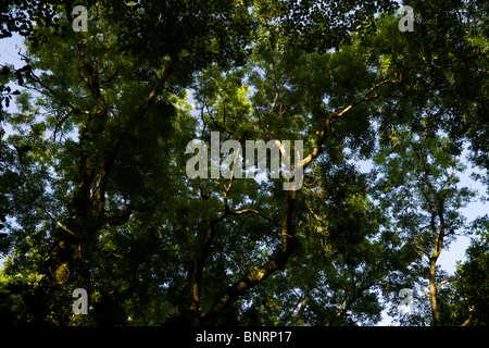 Luce del sole applaudire una vista che guarda su un baldacchino di albero in un legno della Cornovaglia del Regno Unito in una giornata estiva Foto Stock