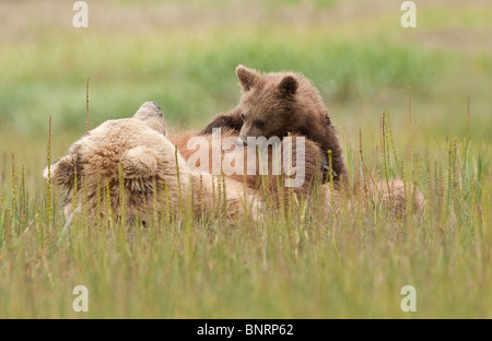 Foto di stock di un Alaskan coastal orso bruno allattava il cub in un prato. La femmina è un biondo-fase orso. Foto Stock