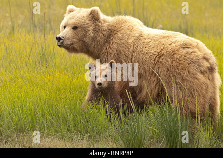 Foto di stock di una madre Alaskan coastal orso bruno e il suo cucciolo in piedi insieme in una sedge prato. Foto Stock