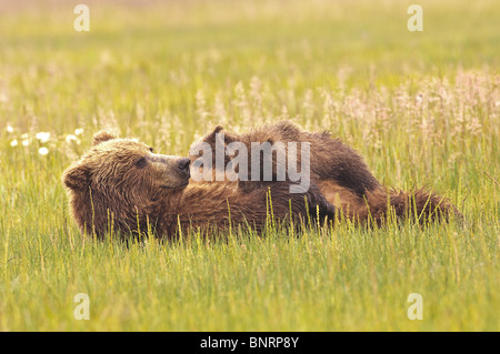 Foto di stock di un Alaskan coastal orso bruno allattava il Cubs in un prato. Foto Stock
