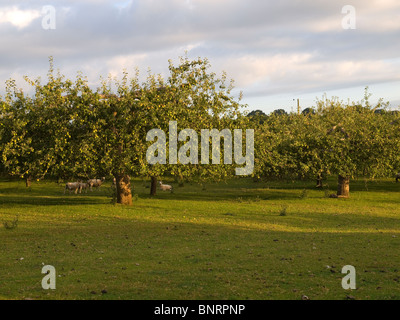 Un frutteto con ben curato maturi alberi da Apple nella luce del mattino della segala estera East Sussex Foto Stock