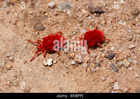 Acari di velluto Foto Stock