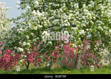 La fioritura degli alberi da frutto a RHS Garden at Wisley, Inghilterra. Foto Stock