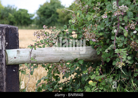 Blackberry bush crescere intorno al recinto in legno in Oxfordshire Foto Stock