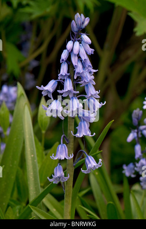 Spagnolo (Bluebell Hyacinthoides hispanica), l'infiorescenza. Foto Stock