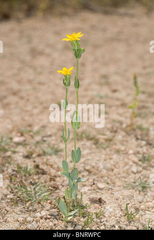 Il giallo il mosto di malto (Blackstonia perfoliata) Foto Stock