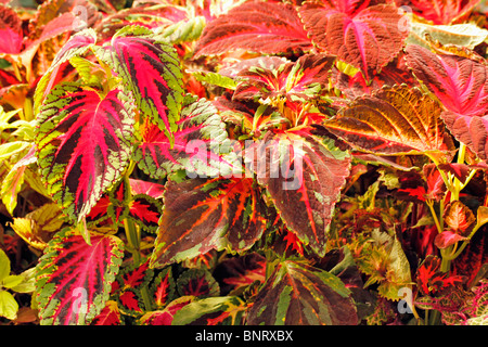 Pianta del coleus. Foto Stock