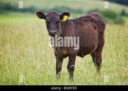 Aberdeen Angus vitello in campo di pascolo contro uno sfondo di fuori fuoco colline in Perthshire Scozia, Regno Unito Foto Stock