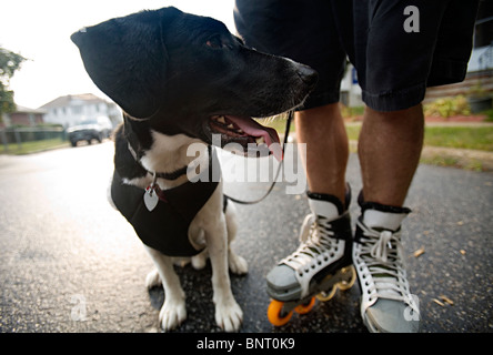 Stanco cercando cane accanto all uomo con pattini a rotelle. Foto Stock