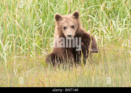 Foto di stock di un Alaskan marrone costiere Bear Cub seduti in un prato di falasco, il Parco Nazionale del Lago Clark, Alaska. Foto Stock