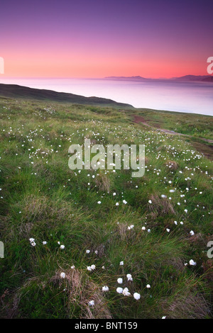 Il cotone erbaccia e colorato il cielo al tramonto sull'isola Runde in Herøy kommune, Møre og Romsdal fylke, sulla costa occidentale della Norvegia. Foto Stock