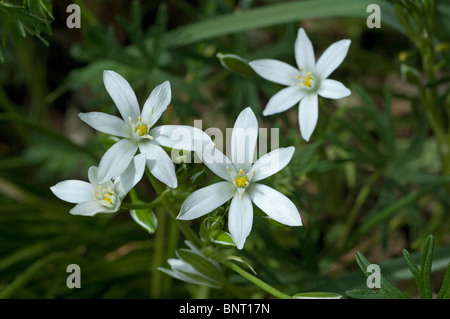 Stella di Betlemme, Snowdrol (Ornithogalum umbellatum), fiori. Foto Stock