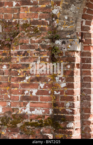 Bordo di un vecchio portale con una cerniera ed erbacce muschi e licheni crescono su parete Foto Stock