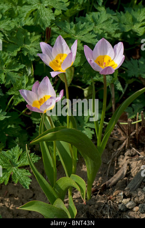 Tulipani botanici (Tulipa saxatilis Lilac Wonder), tre fiori. Foto Stock