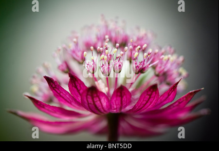 Astrantia major "Claret" Foto Stock