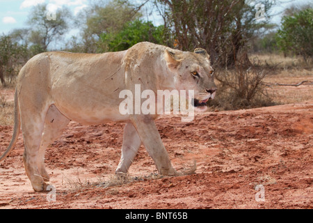 La leonessa africana (Panthera Leo) che cammina nella savana, nel parco nazionale dello Tsavo East, Kenya. Foto Stock