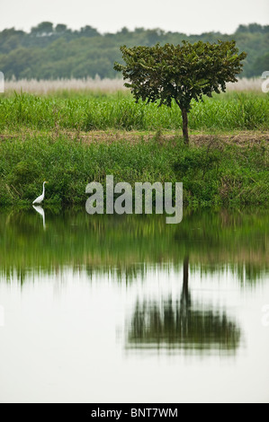 Grande egretta, Casmerodius albus, in uno stagno vicino Aguadulce nella provincia di Cocle, Repubblica di Panama. Foto Stock
